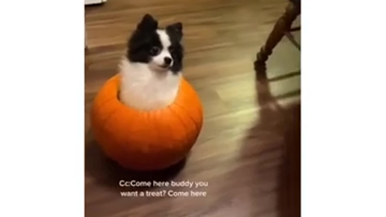 Cute Puppy Inside Pumpkin #shorts #viral #shortsvideo #video