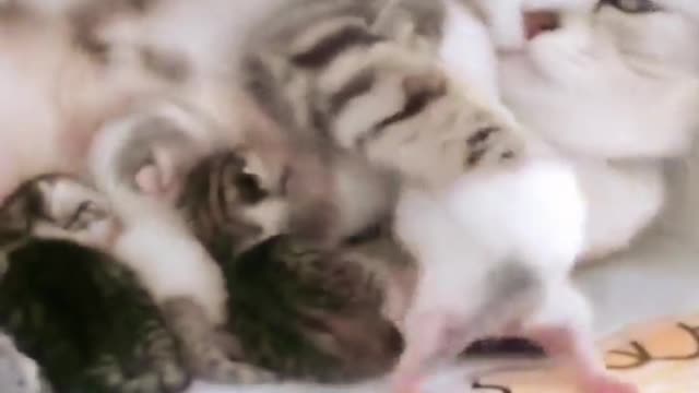 Sweet Cat Caring her Baby