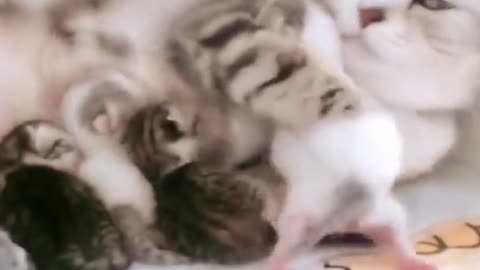 Sweet Cat Caring her Baby