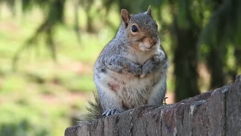 Squirrel Animal Garden Friend Watching