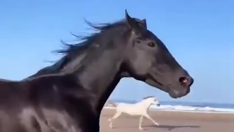 Beautiful horses