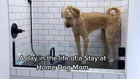 A day in the life of a Stay atHome Dog Mom