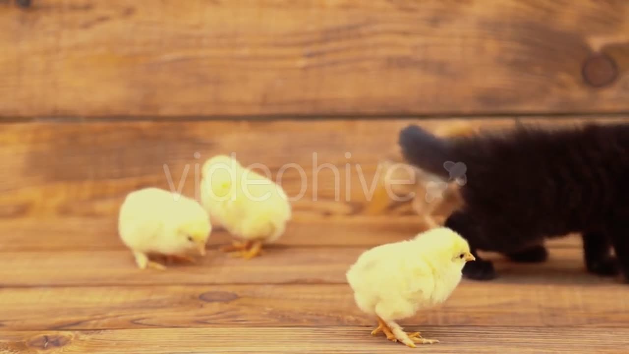 Kitten with chickens