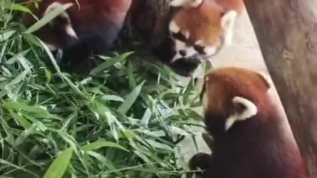 The giant panda is just as cute as the red panda