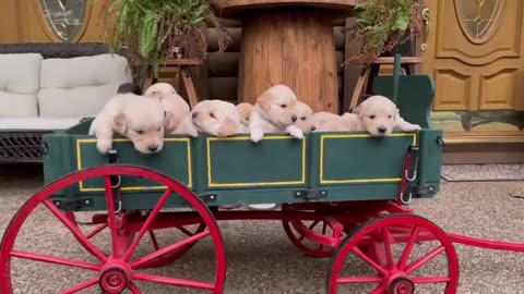 Wagon Full Of Golden Puppies