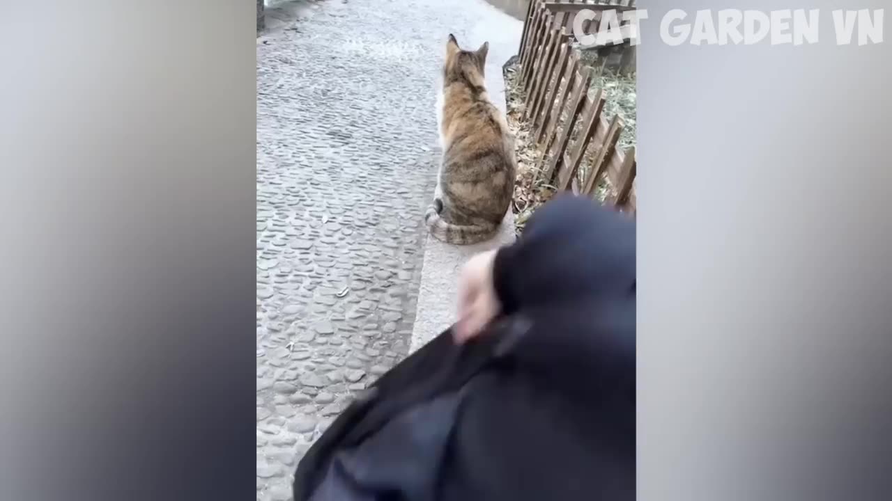 Funny Animal Videos 2023 π Funniest Dogs and Cute Cats πΊπΆ