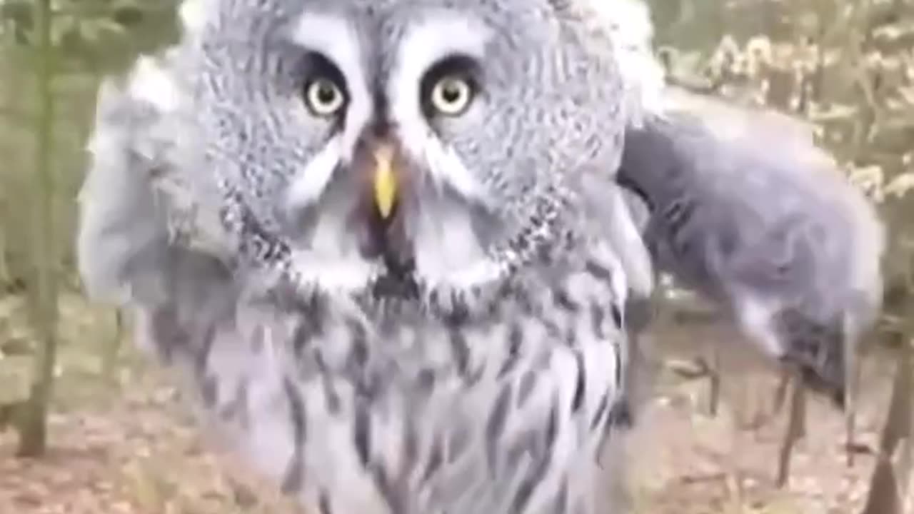 Beautiful owl🦉 😘