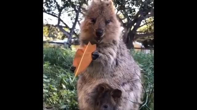 Funny animals๐๐๐ถ๐ป๐ฐ
