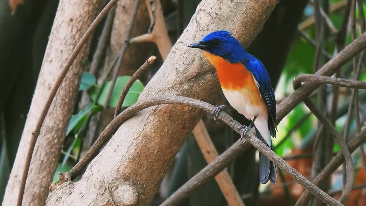 #bird #singing