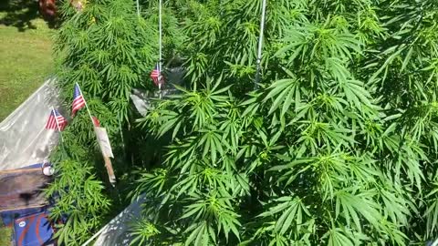 September 2, 2021 derekhunterpodcast greenhouse marijuana