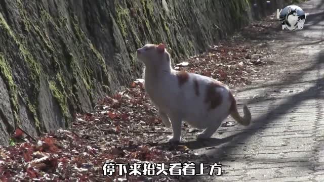 “猫夫妻”感动路人，妻子被欺负，公猫表现得很英勇