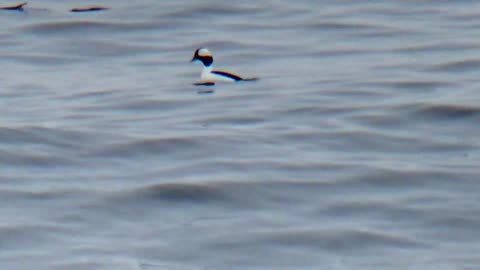 Bufflehead Squabbles Fighting