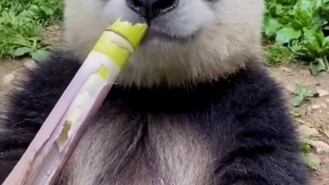 What do pandas eat other than bamboo | what does bamboo taste like to pandas