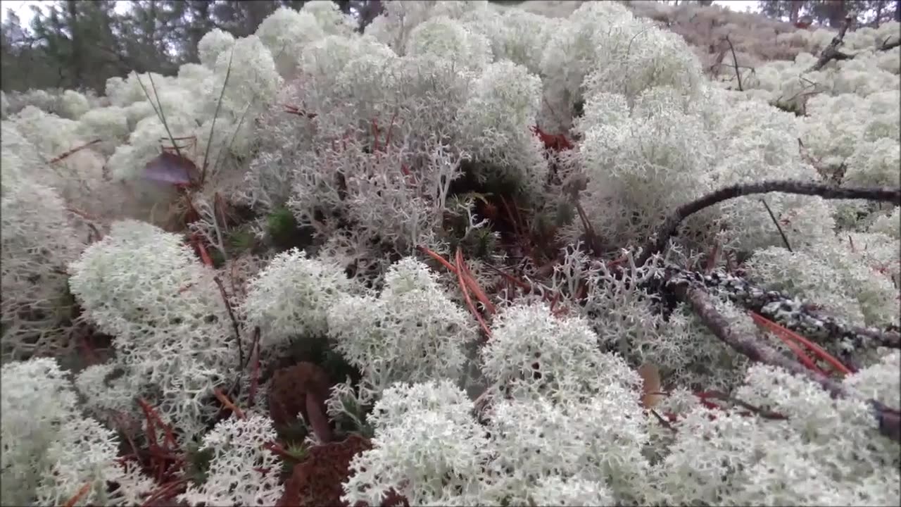 Palakoskenkierros