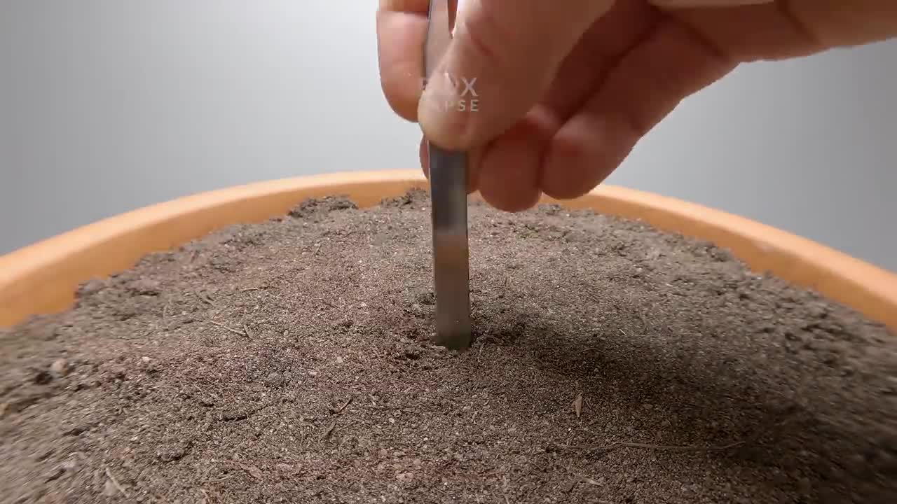 Seed To CUCUMBER Time Lapse