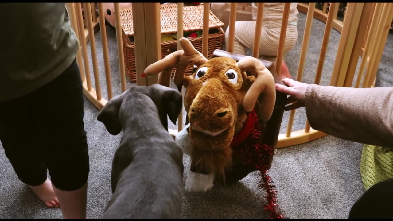 CANE CORSO PUPPY PREPARES FOR CHRISTMAS!