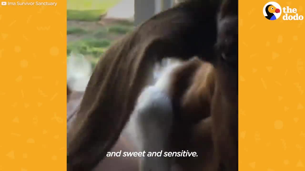 These Two Baby Goats Are Best Friends | The Dodo