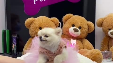 #puppycute #cutepuppy #cutedog #fyp