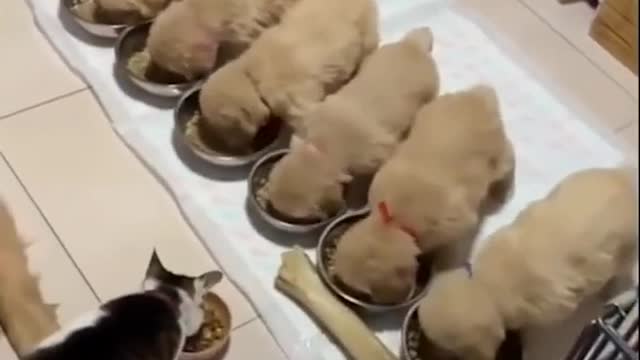 Funny cat