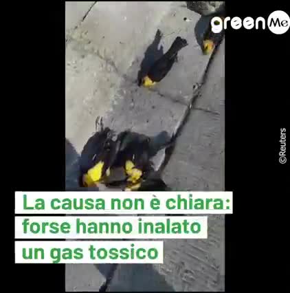 Centinaia di uccelli si sono schiantati improvvisamente a terra..