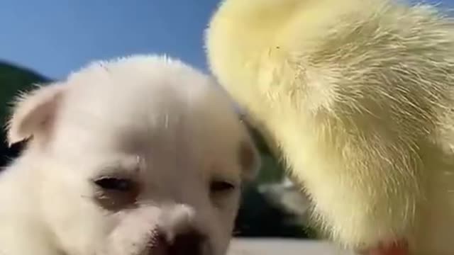 I play with cute chicks and ducks