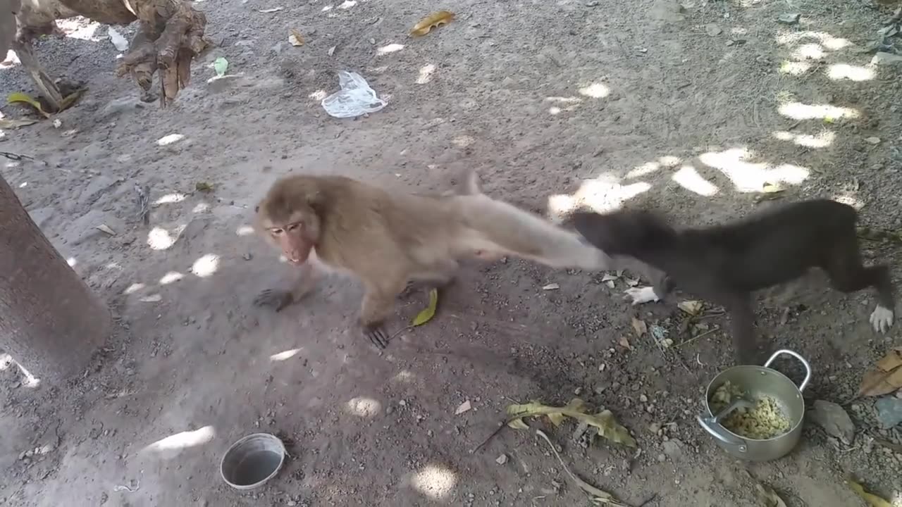 MONKEY VS DOG FIGHT