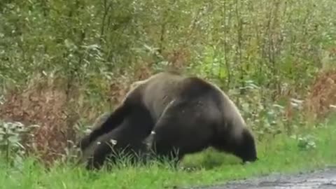 bear fight