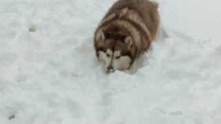 Alaskan Malamute (Avalanche) loves the snow