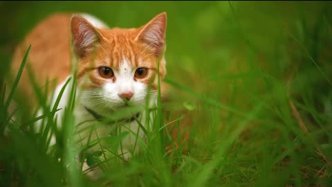 White cat lying among the grasses seen up close