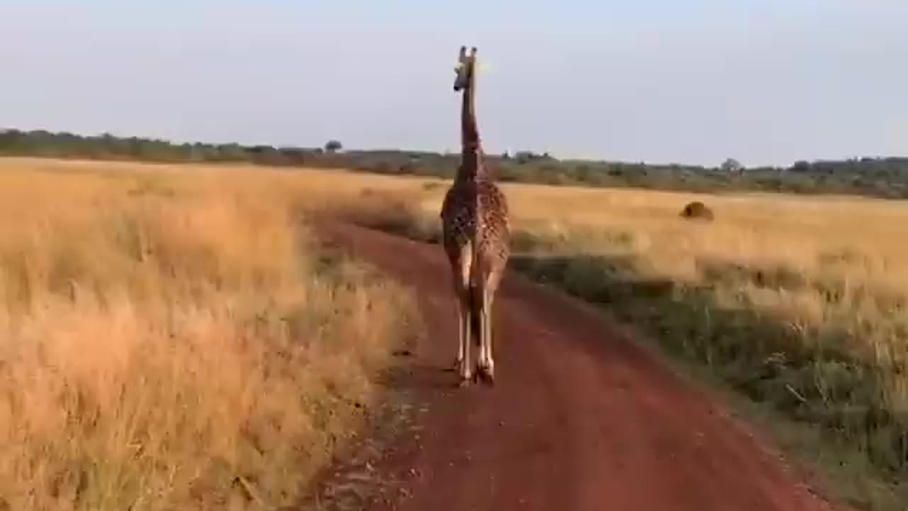 Who will believe you if you say that the reason you are late for work is a giraffe!⁣