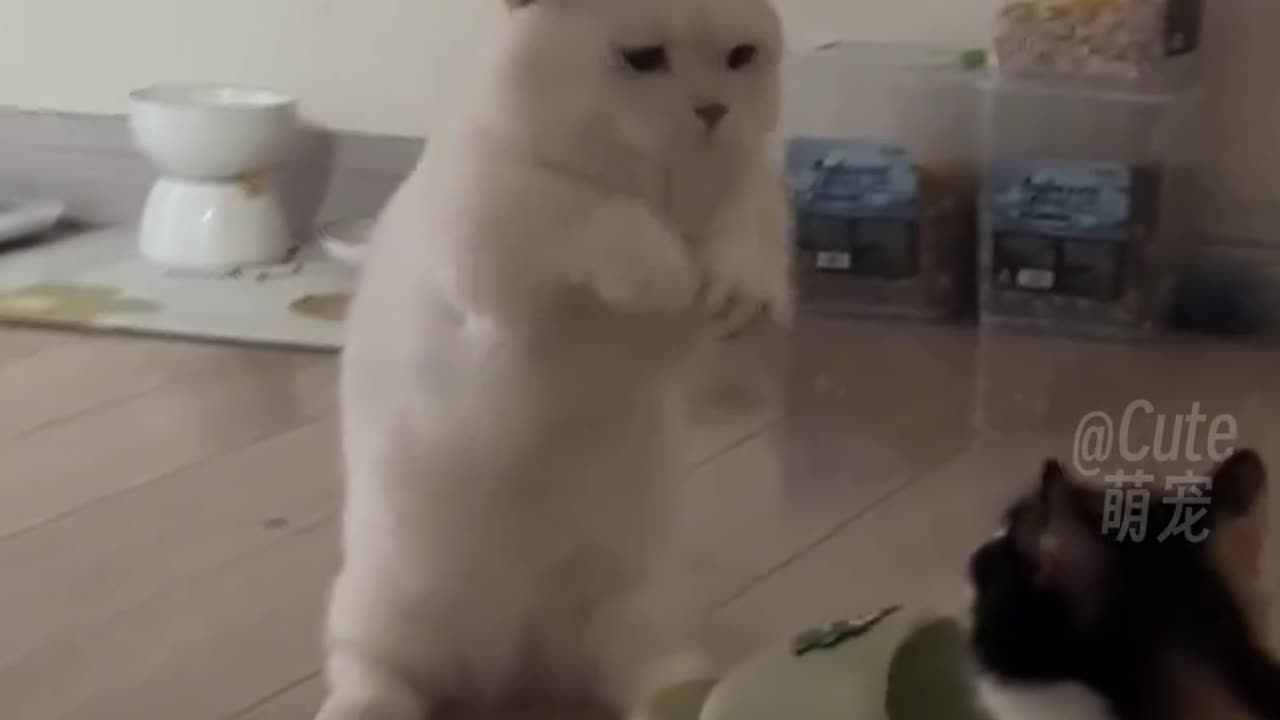 Funny and cute cats 😻😻