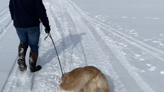 'I Think Our Golden Is Broken'