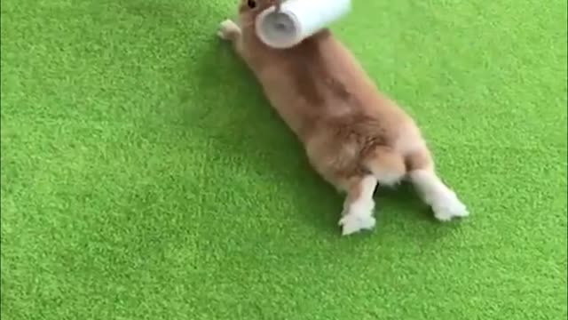 Funny and Cute Baby Bunny Rabbit Videos - Baby Animal Video Compilation-2