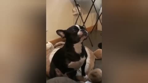 Funny animal videos..