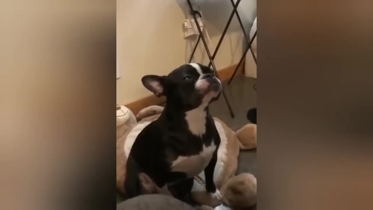 Funny animal videos..