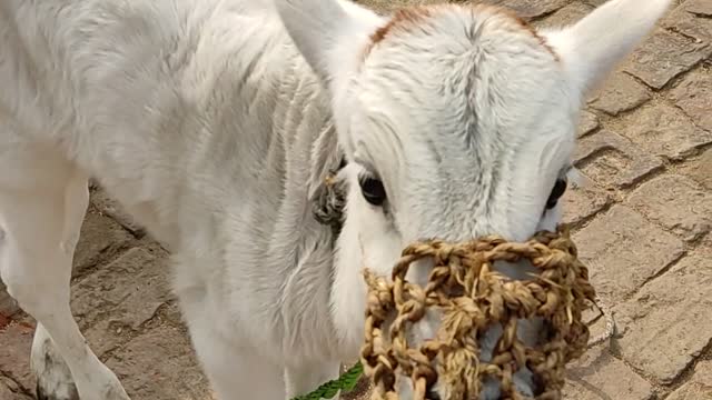 Now the calf also started wearing masks🤣