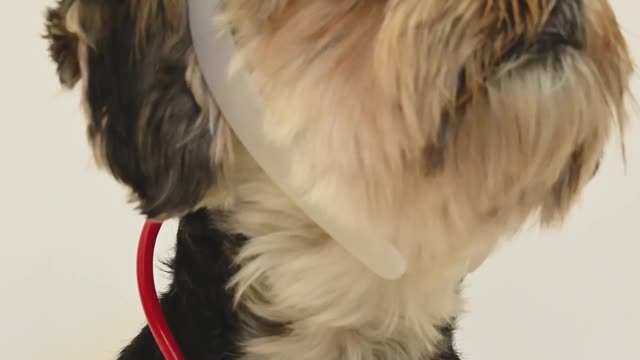 Dr. dog