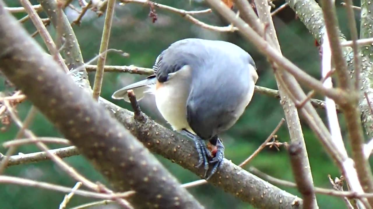 Tufted Titmouse