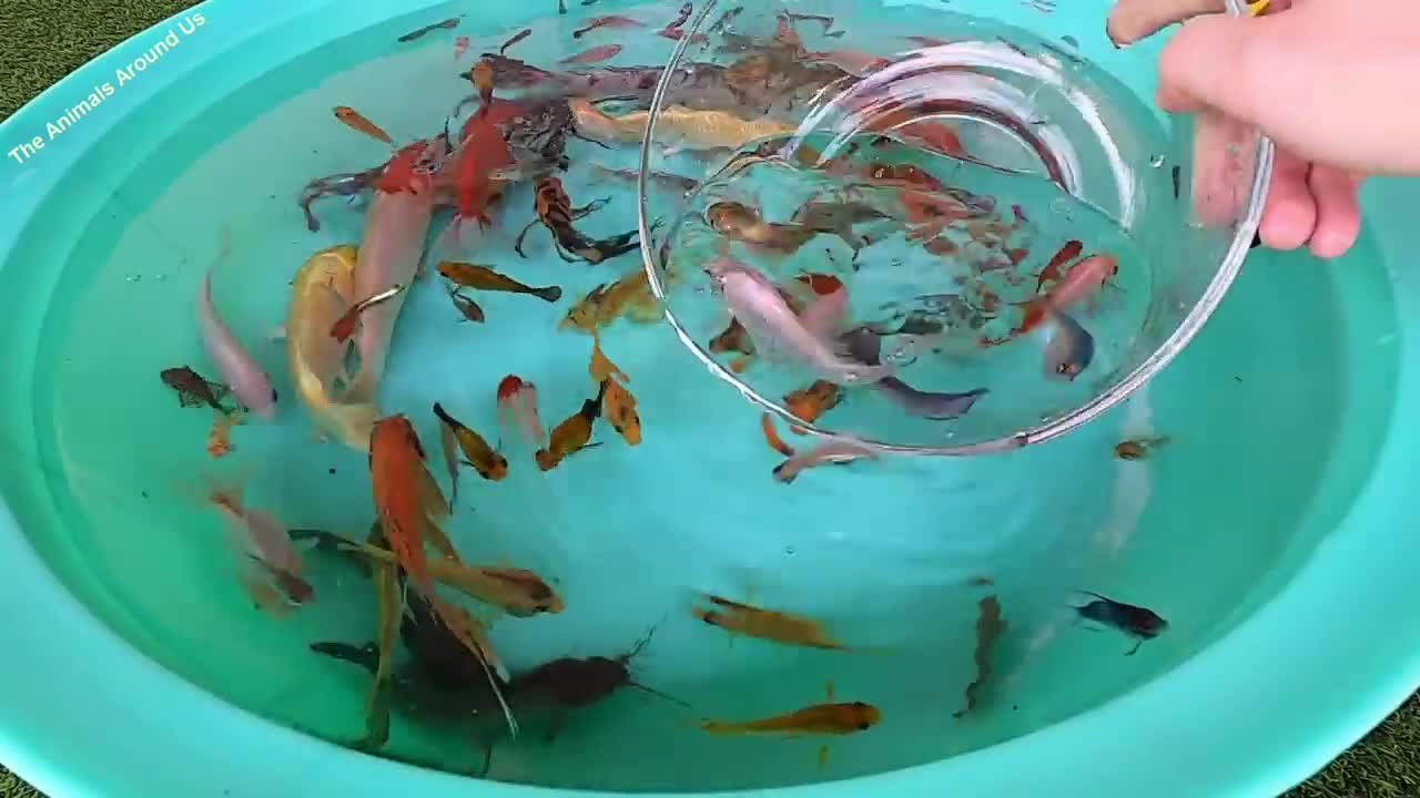 Dwarf_Gourami_Molly_Carp_Fish_Guppy_Pleco_Koi_Catfish_Goldfish_Angelfish_Betta_animals_Videos