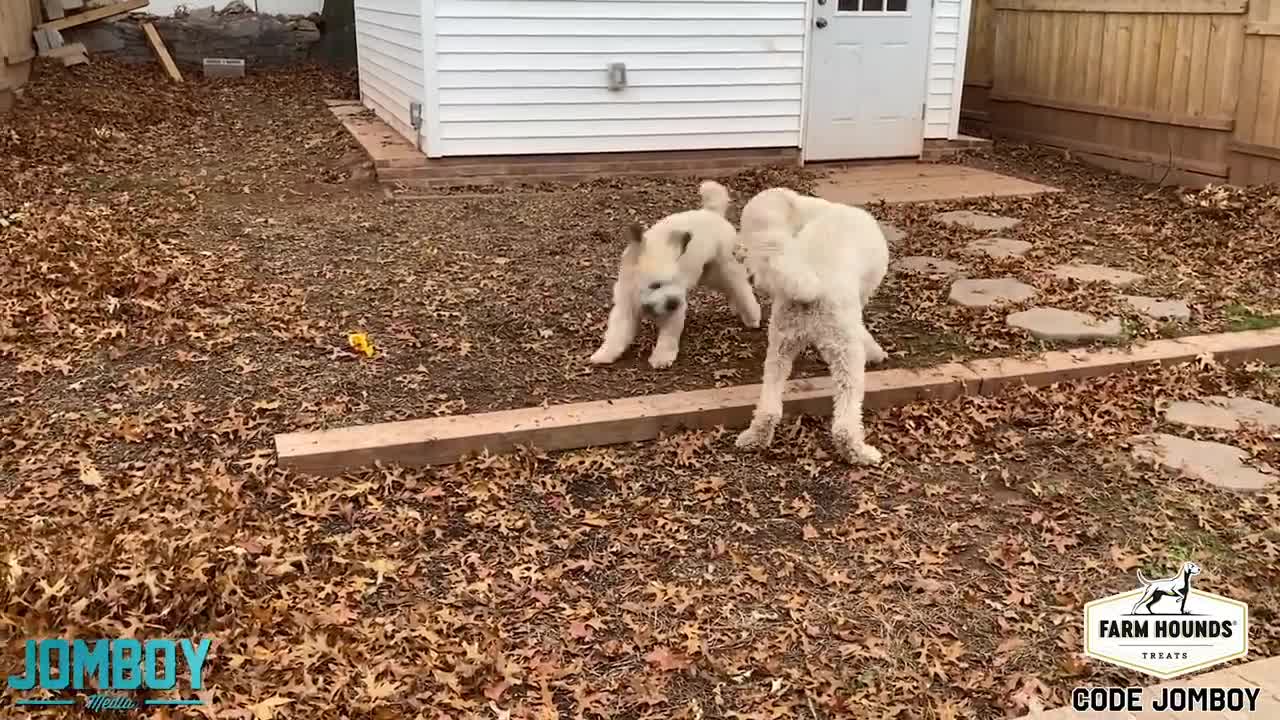 Dogs Play Fight Over a Ball, a breakdown