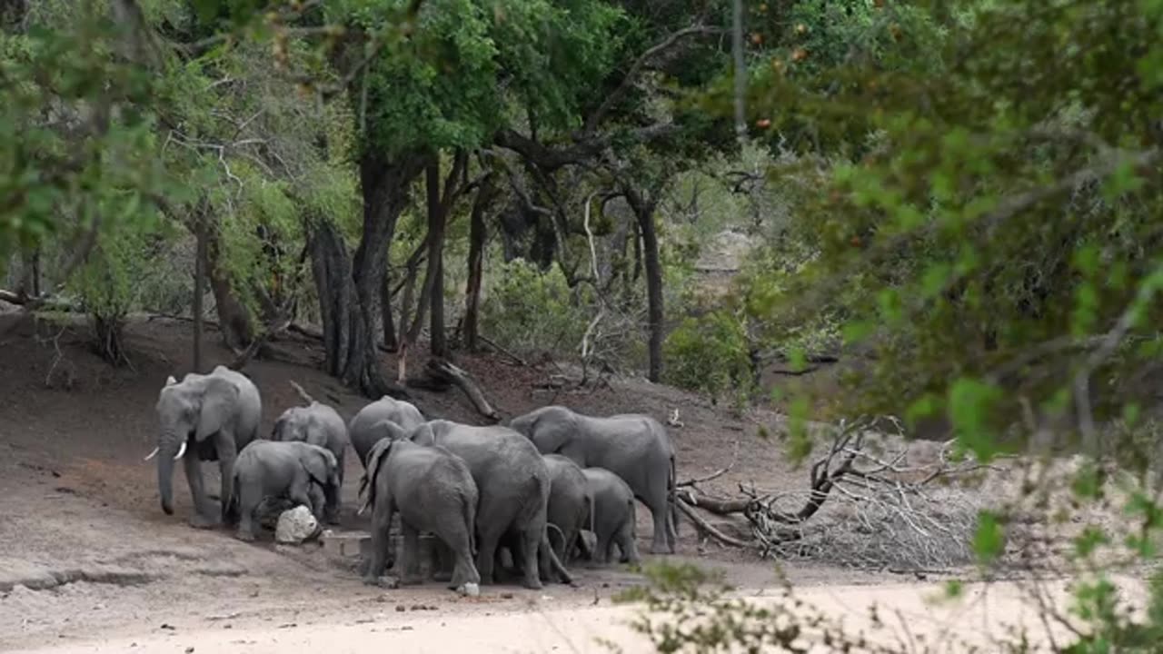 African Elephants Drinking Water !