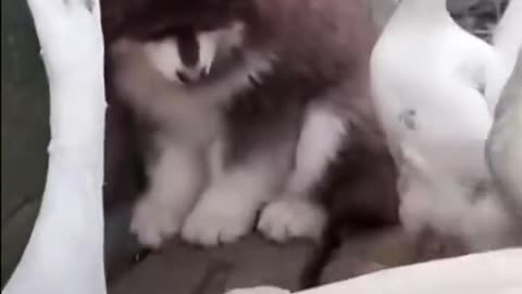 Don't bully the duckling, its parents will get revenge