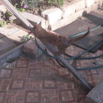 Cat sharpening its claws