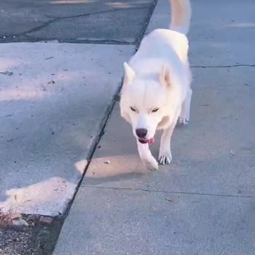 ADORABLE DOG WALKING IN THE STREET