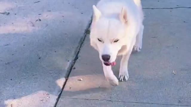 ADORABLE DOG WALKING IN THE STREET