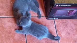 British shorthair catfight - Round 1