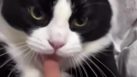 Cute cat videos - Funny cats video #cat #funnyvideos #catvideos