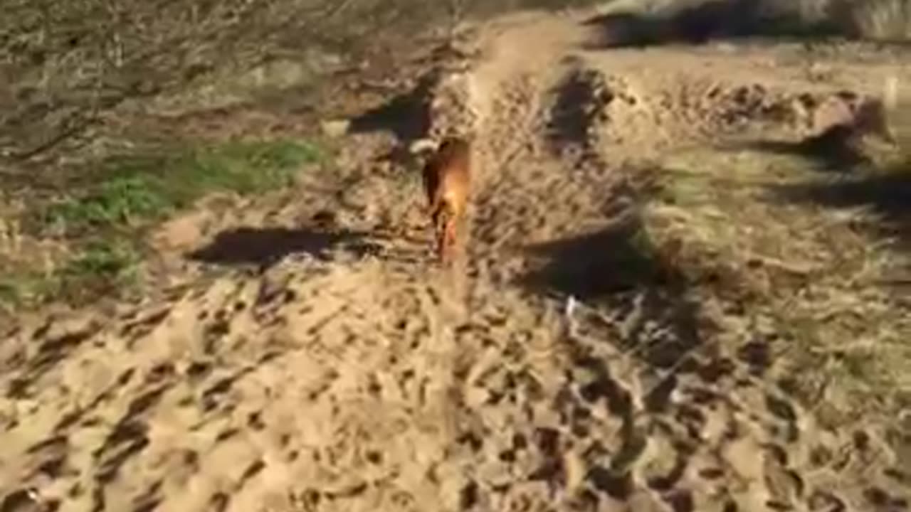 DONALD JOHN TRUMP IS PLAYING US LIKE A FIDDLE