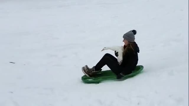 Quackdaddygoessledding