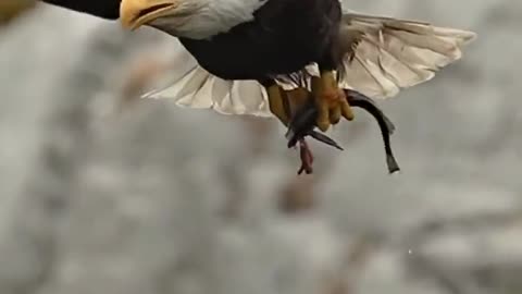 The hungry and beautiful eagle cut its prey into pieces in the air and swallowed it